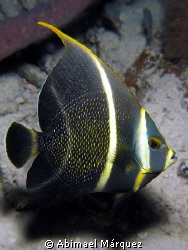 French Angelfish, nigth dive, Bonaire by Abimael Márquez 